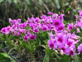 The purple orchids, Dendrobium, are blooming in the orchard farm. They  are found in various conditions like tropical and all year round plant.