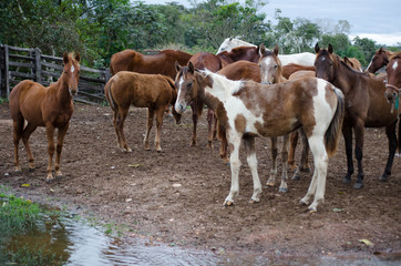 Horse breeding on the farm in Pantanal, Brazil.
