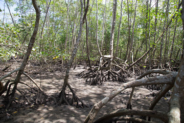 Mangrove. Sao Sebastiao. Brazil