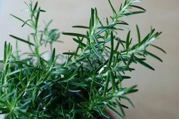 Rosemary closeup