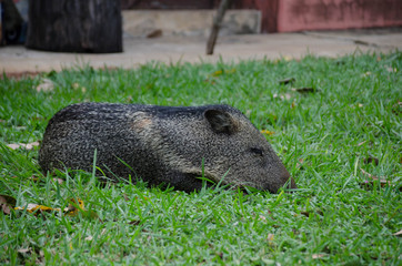 Collared peccary (Pecari tajacu) lying on the grass