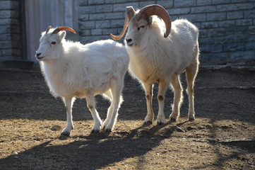 Dall sheep in the outdoors