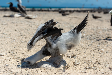 カツオドリのヒナ