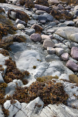 Bladder wrack seaweed growing on rocky shore and visible at low tide