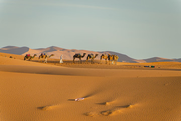 Fototapeta na wymiar Camels in the Sahara desert in Merzouga. Morocco