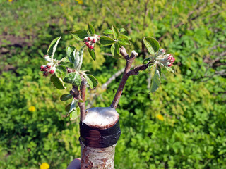 Grafted apple tree 3