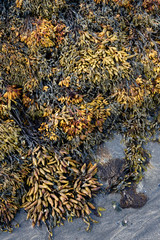 Bladder wrack seaweed growing on sandy shore and visible at low tide