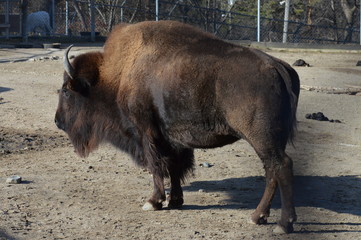 Bison in the outdoors during summer