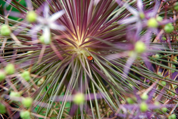Ladybug on ornamental onion flower. Ontario, Canada.