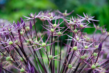 Allium (ornamental onion) flower. Ontario, Canada.