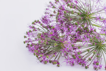 Beautiful blooming allium close up. Purple alium flowers details. Garlic or onion family plant.