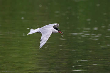 Common tern sterna hirundo carry fish in beak over lake water. Cute agile fast waterbird. Bird in...
