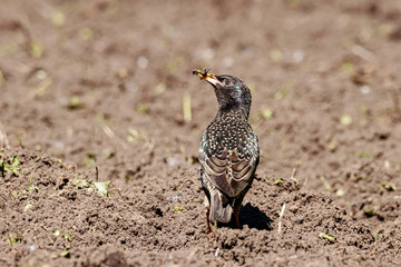 Common starling sturnus vulgaris collecting food on ground for children. Cute bright colorful migrant songbird in wildlife.
