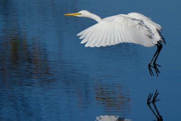 egret in in water