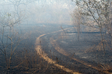 Orchard burned by wildfire at the end of the dry season in Guanacaste province, Costa Rica