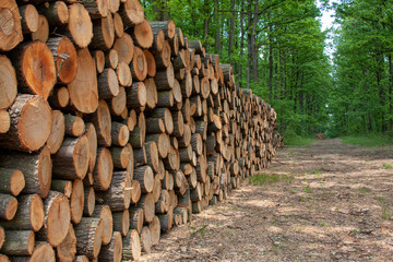 Big pile of wood on the forest road