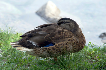 Mallard duck sleeping