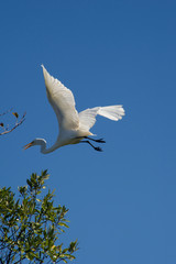 White egret