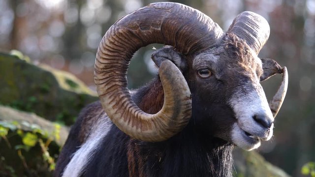Close up of big horn mouflon sheep on a sunny day in autumn. Looking to the right and chewing.