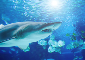 Fototapeta premium The great white shark in the big blue