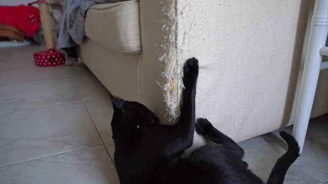 Torn, damaged sofa in the living room, two black cats.