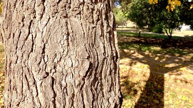 A tree trunk in a park in autumn. Dry leaves on the ground