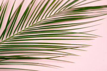 Obraz premium Tropical green palm leaves on pink background. Flat lay, top view