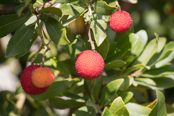 Arbutus unedo red fruit on a branch with leaves. 