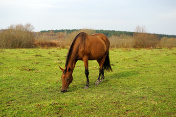 horse, animal, farm, grass, field, nature, horses,