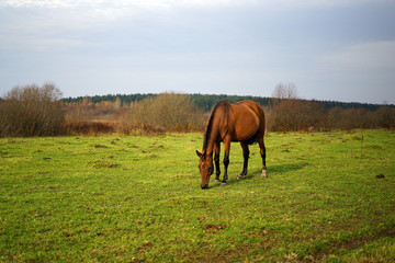 Obraz na płótnie Canvas horse, animal, farm, grass, field, nature, horses,
