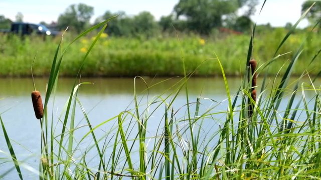 Cattails gently blowing in wind near pond