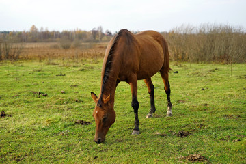 horse, animal, farm, grass, field, nature, horses,