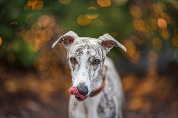 Windhund / Whippet Hündin vor weihnachtlichen Hintergrund
