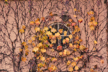 Leaves and vines cover a round window 
