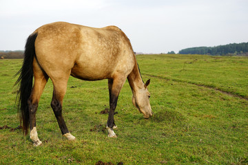 horse, animal, farm, grass, field, nature, horses,