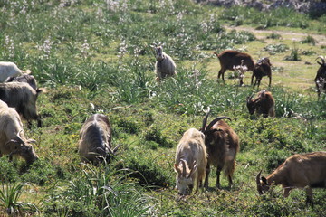 Troupeau de chèvres