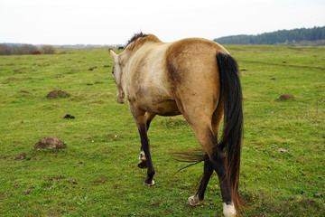 horse, animal, farm, grass, field, nature, horses,