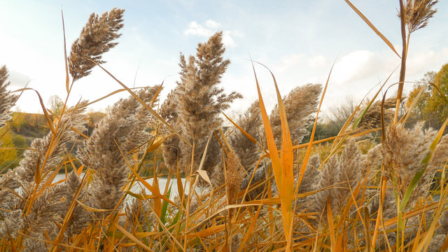 dry inflorescences and yellow leaves of reeds sway in the wind against the background of the lake