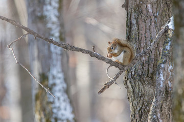 American red squirrel (Tamiasciurus hudsonicus) in winter