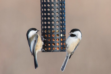 black-capped chickadee (Poecile atricapillus) at feeder in winter