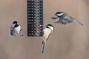 black-capped chickadee (Poecile atricapillus) at feeder in winter © Mircea Costina
