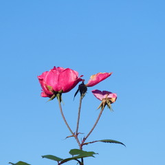 pink flower on background of blue sky