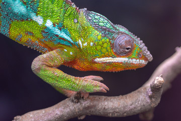 chameleon on a branch