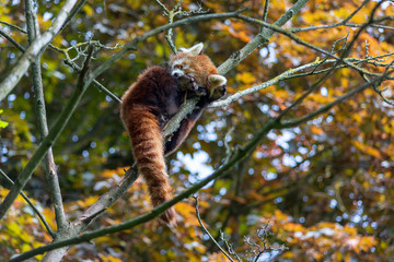 red panda in tree