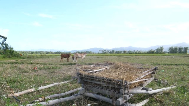 Agricultural machine with cows in background in rice fields of Palawan
