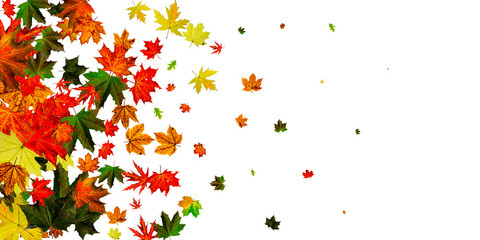 Autumn leaves isolated. November falling pattern background. Season concept