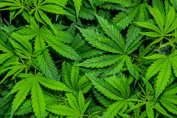 A large amount of marijuana. Growing cannabis indoors. SoG hemp cultivation technique. Growing pot...