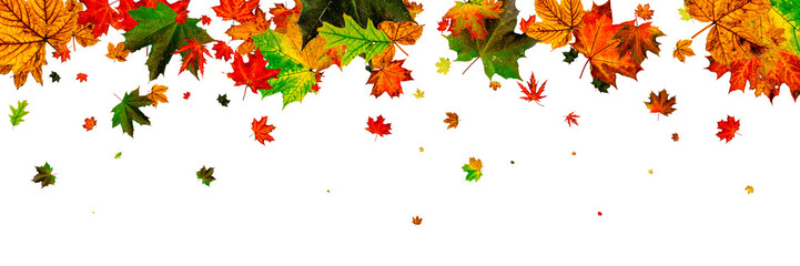 Autumn leaves falling. Season pattern isolated on white backgrou