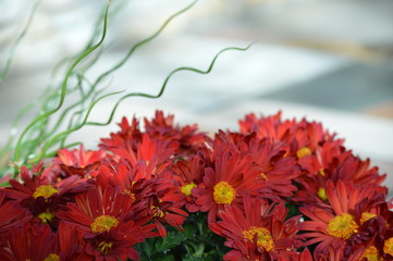 Chrysanthemums in the garden