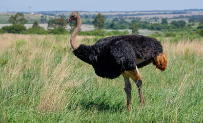 A male ostrich in South Africa.